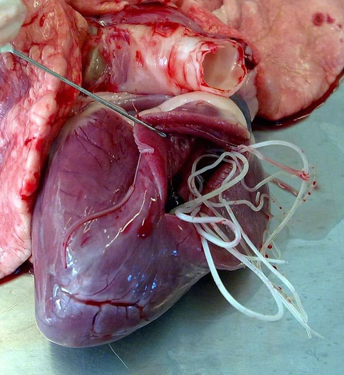 Heart worm