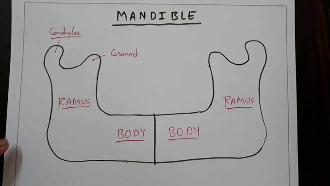 MANDIBLE  BONE ( how to make it ) , PART - 1/5