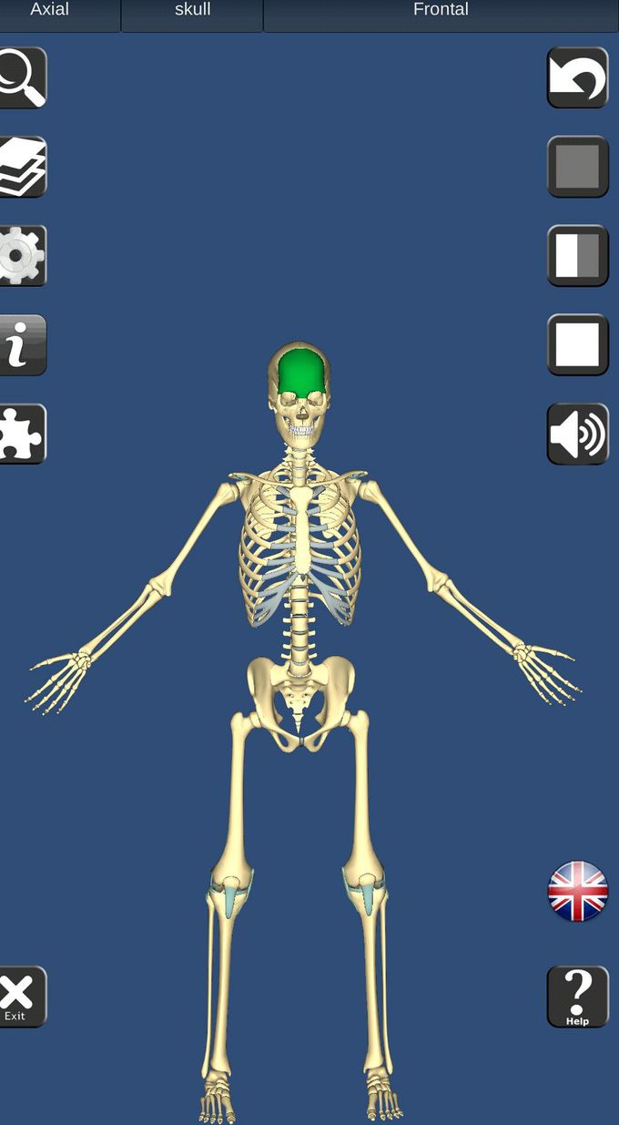 Skeleton