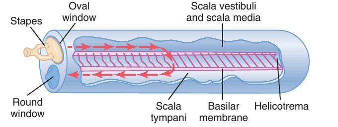 Cochlea