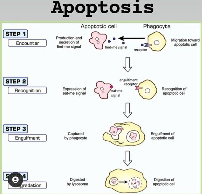 Apoptosis