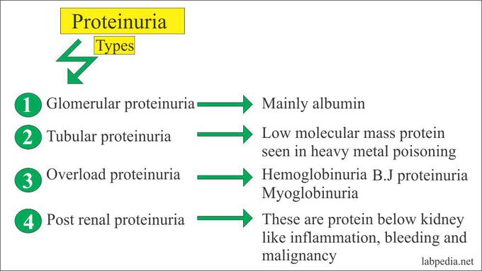 Types of Proteinuria