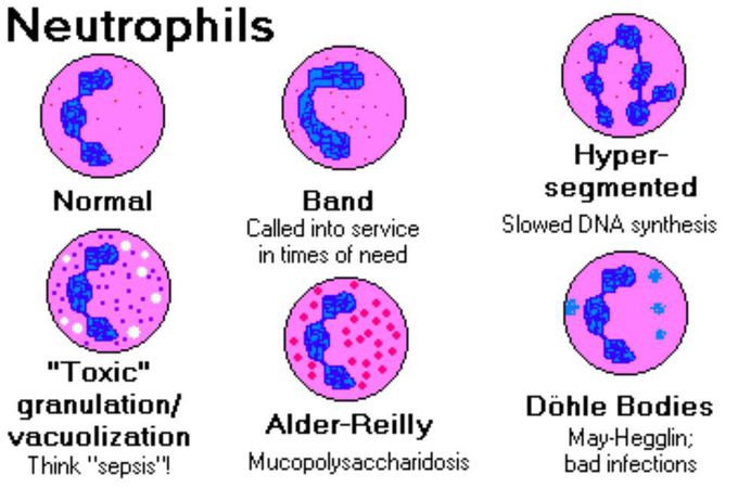 Neutrophil