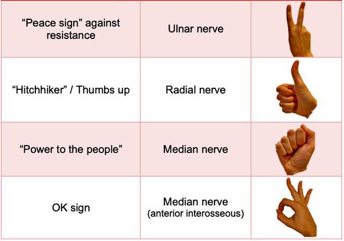 Nerve lesions signs - MEDizzy