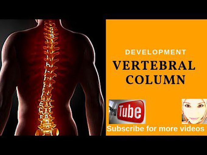 Vertebral Column for Beginners