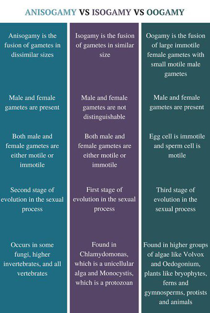 Anisogamy Vs Isogamy Vs Oogamy
