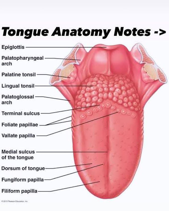 Tongue anatomy