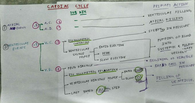 Cardiac cycle