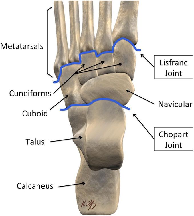 Anatomy of the foot