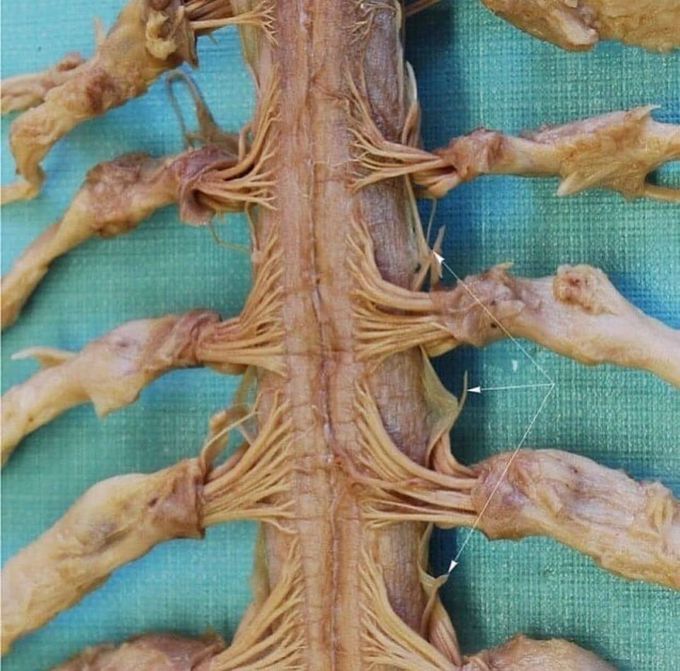 Spinal cord
