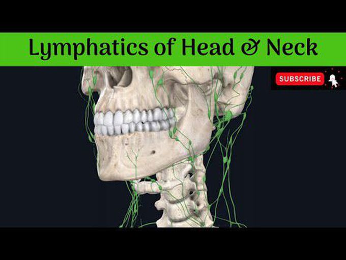 Lymphatic Drainage of the head and neck: 3D tutorial