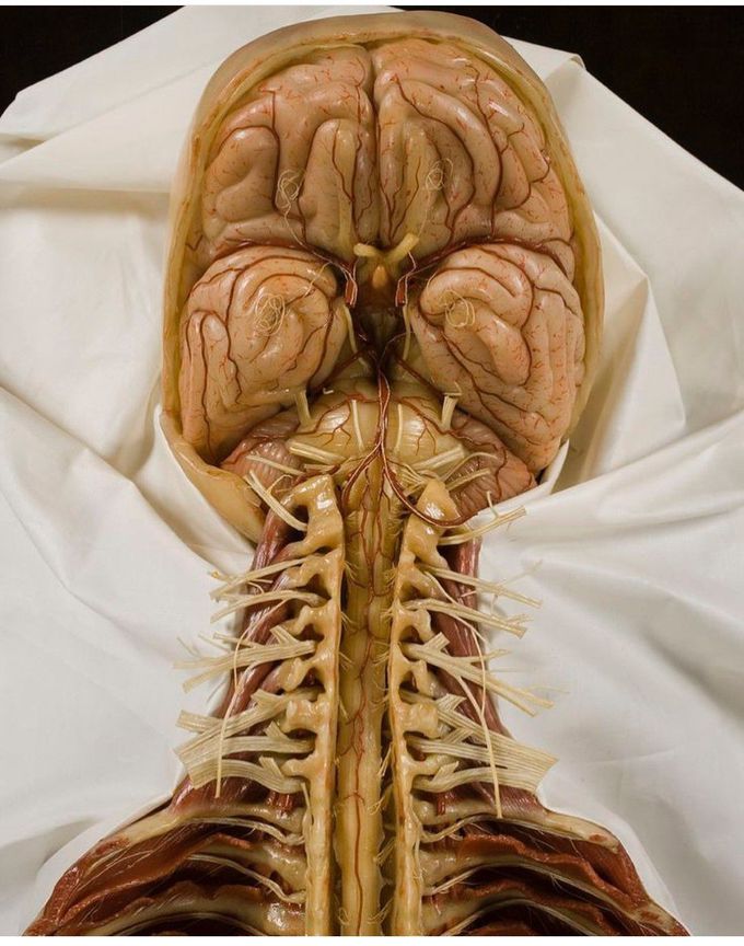 Central Nervous System