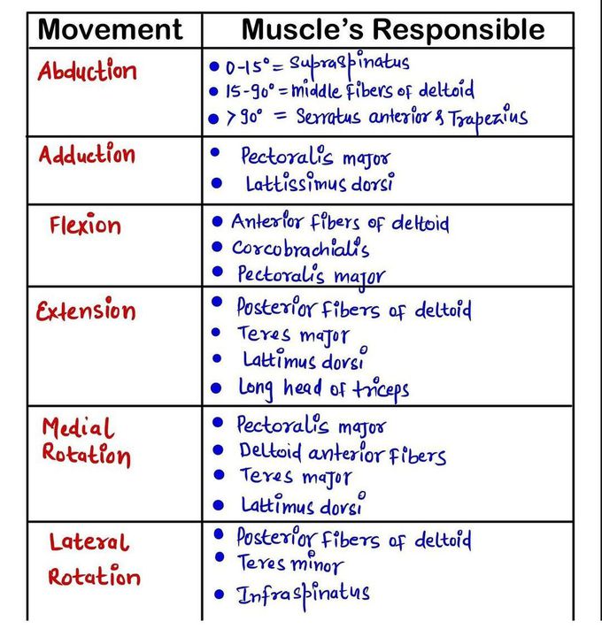 Muscle Movement