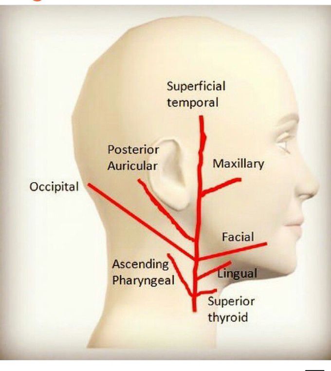 Blood Supply of Brain