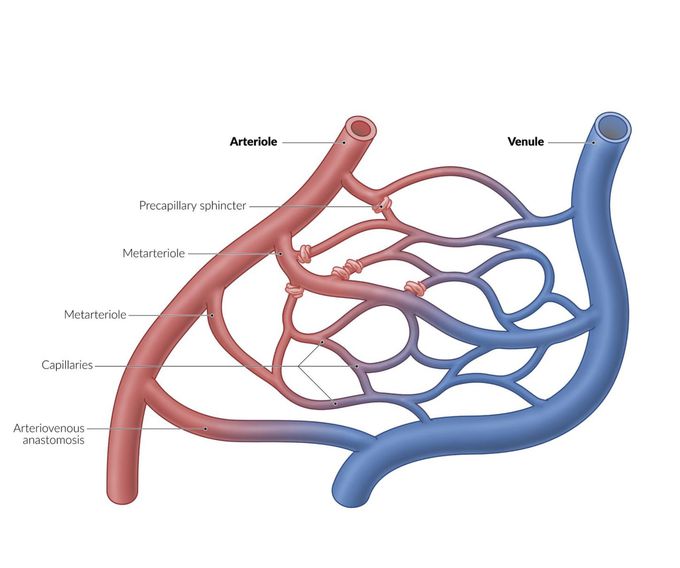 Requiremental supply to cells via Capillaries