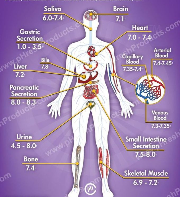 pH VALUES OF THE OF THE HUMAN BODY