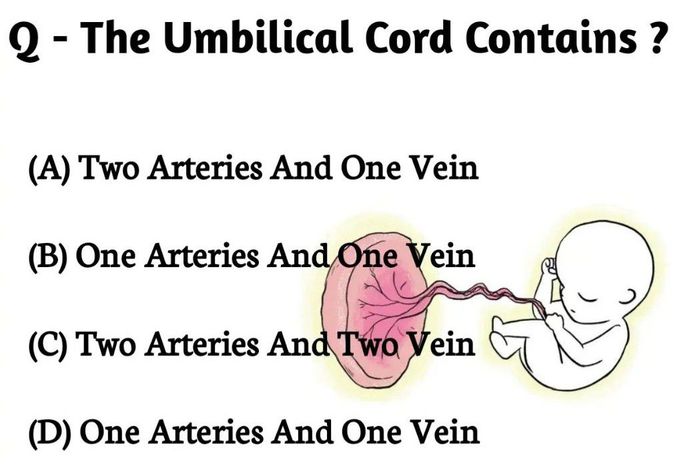 Umbilical Cord