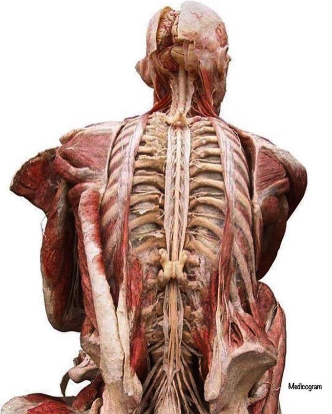 Anatomical model of posterior view of human