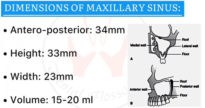 Maxillary Sinus - Dimensions