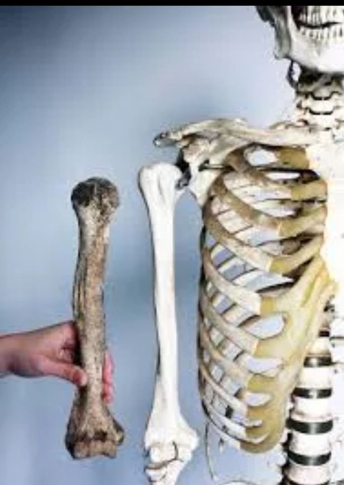 Study of bones is called ?