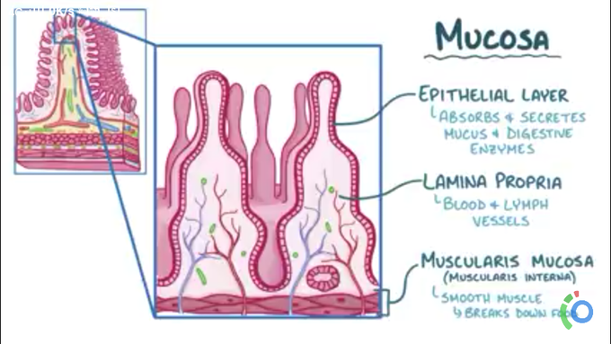 Anatomy of mucosa layer