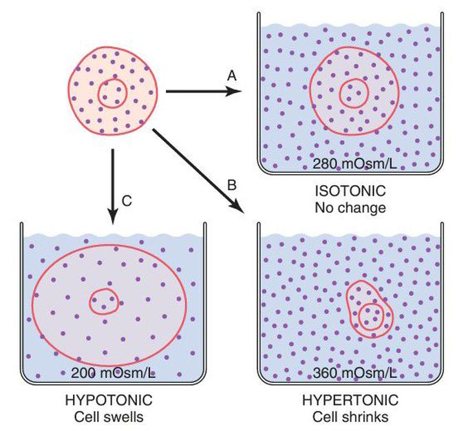 Effects of different concentration on cell volume