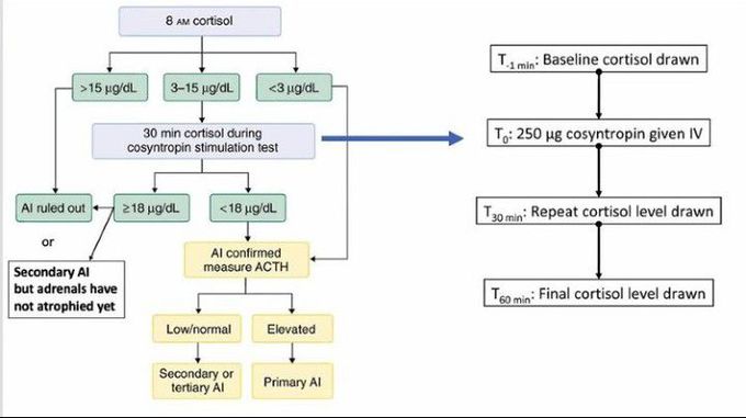 Adrenal insufficiency diagnostic algorithm