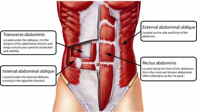 What are abdominal muscles?