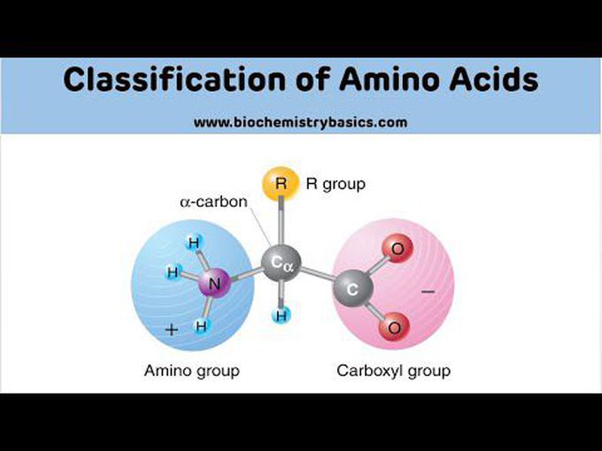 Biochemistry of amino acids and proteins