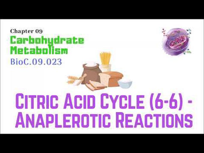 Anaplerotic reactions of TCA cycle