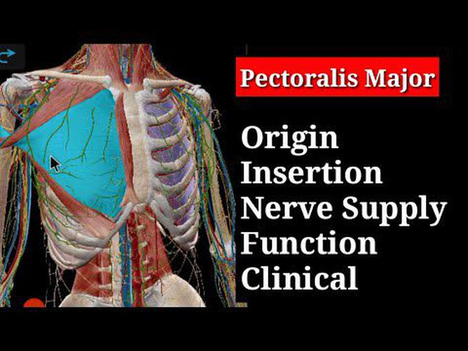 Pectoralis Major Muscle (3D)  - Insertion Origin Insertions Nerve Action Clinical Correlation