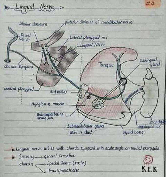 LINGUAL NERVE