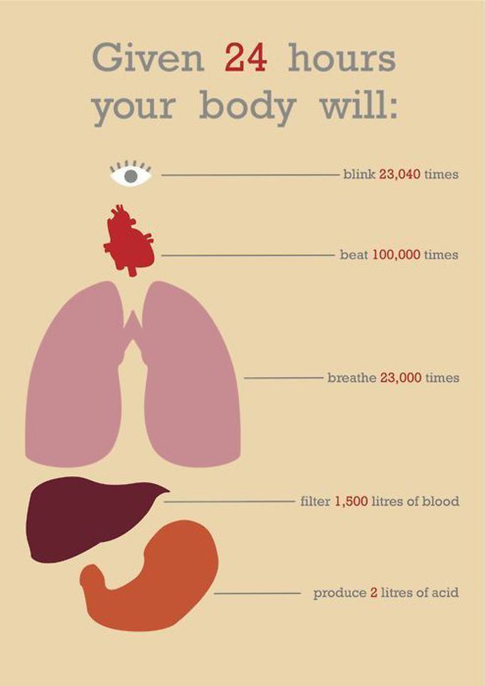 # Human body fact
