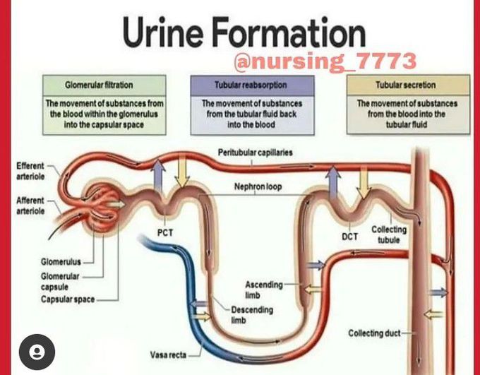 Urine formation