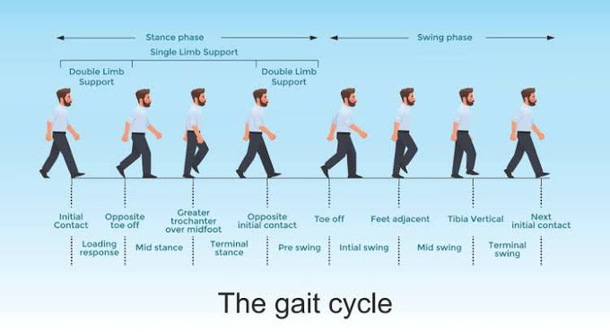 The Gait Cycle