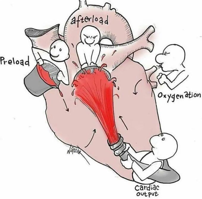 Cardiac Circulation