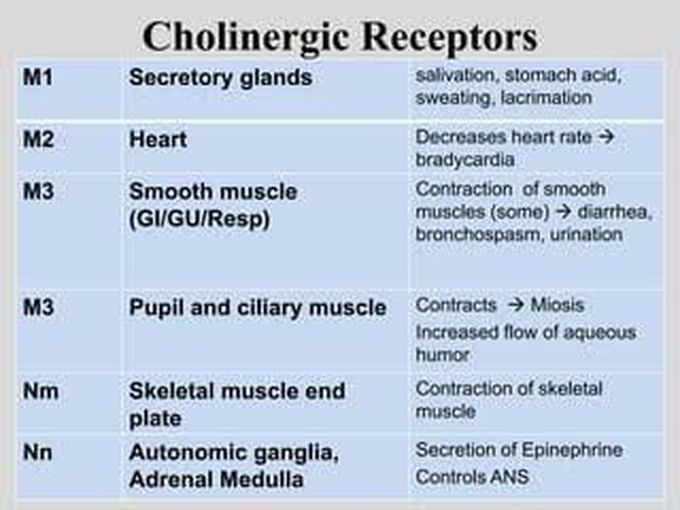 Cholinergic Receptor
