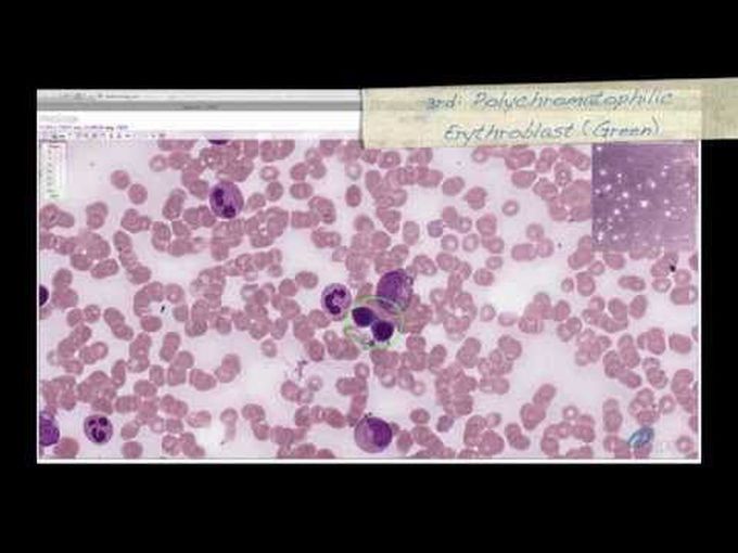 Histology of blood