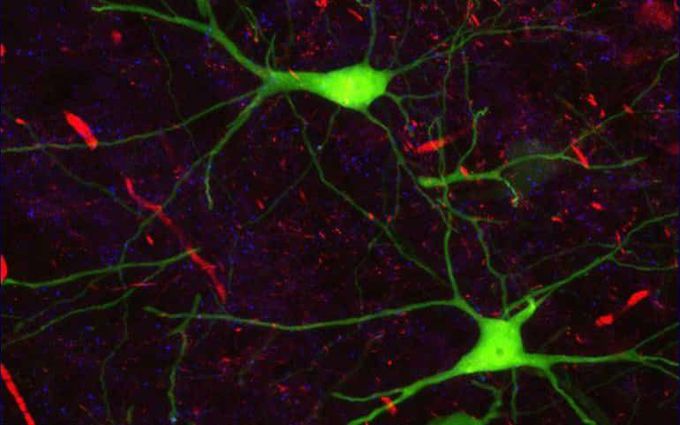 AI Used to Decode Brain Signals and Predict Behavior - Neuroscience News