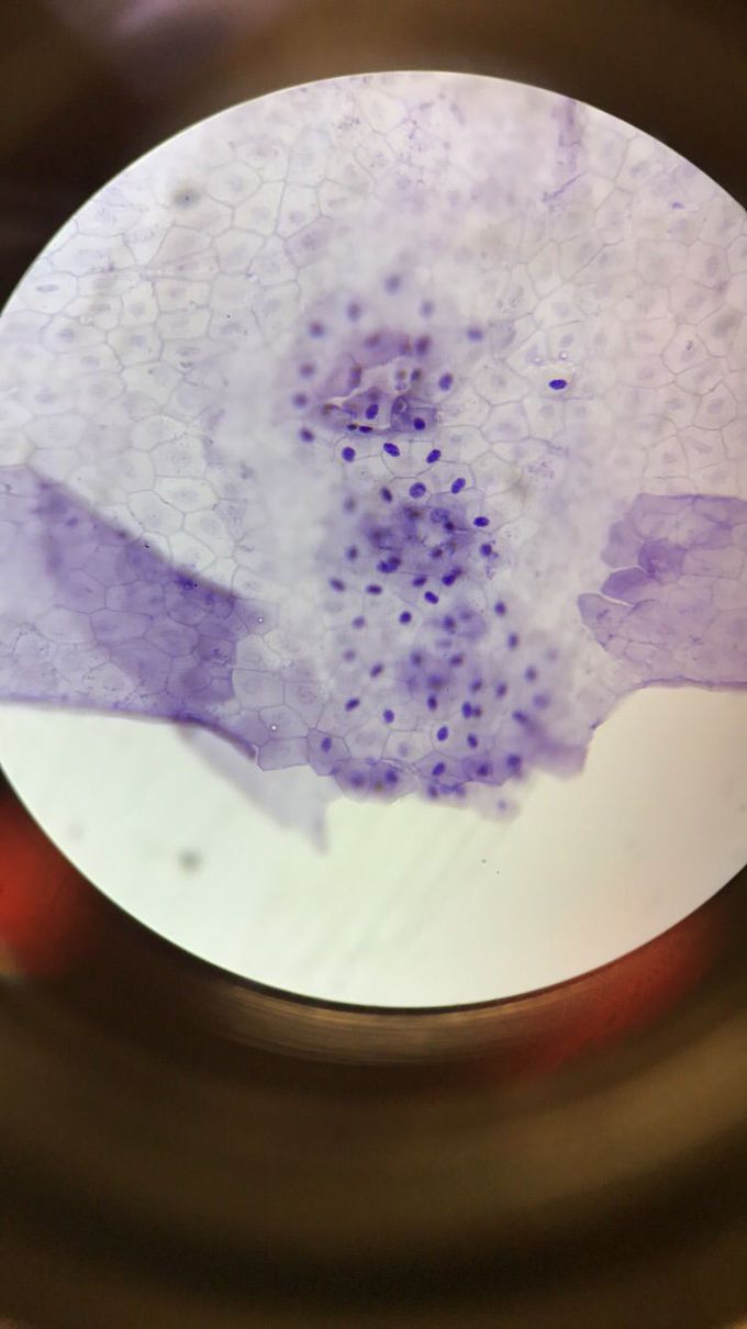 Frog skin cells