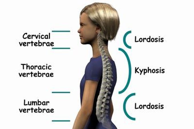 Normal Curvatures of Spine
