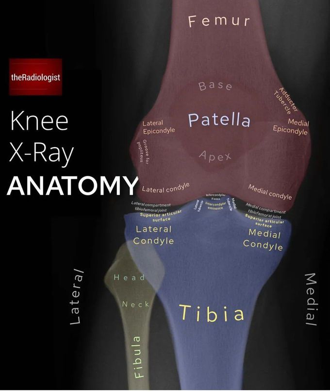 Knee X-ray Anatomy