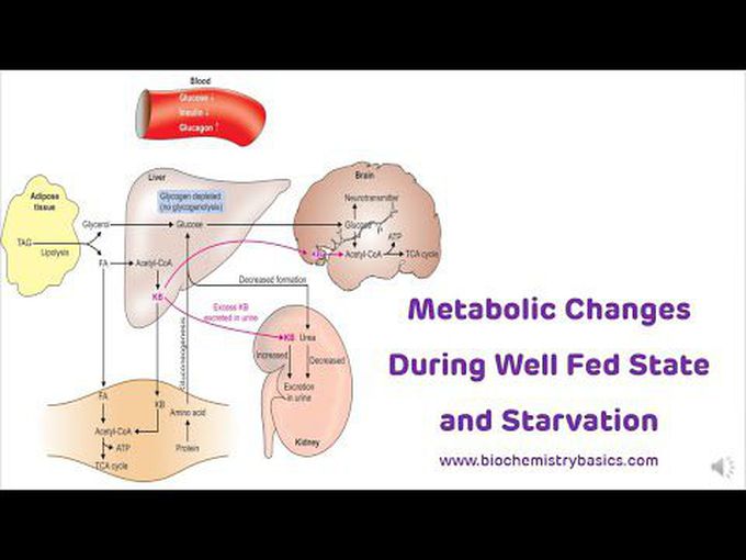 What are metabolic changes during well fed and starving state?