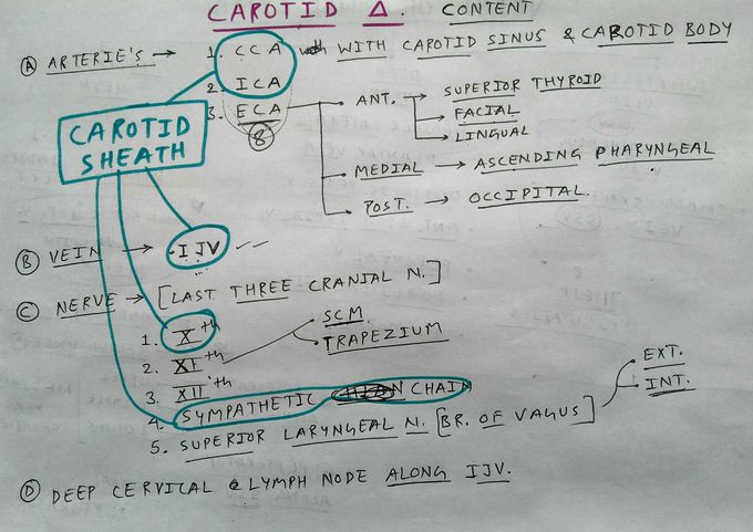 Carotid Triangle of Neck , PART 3/4