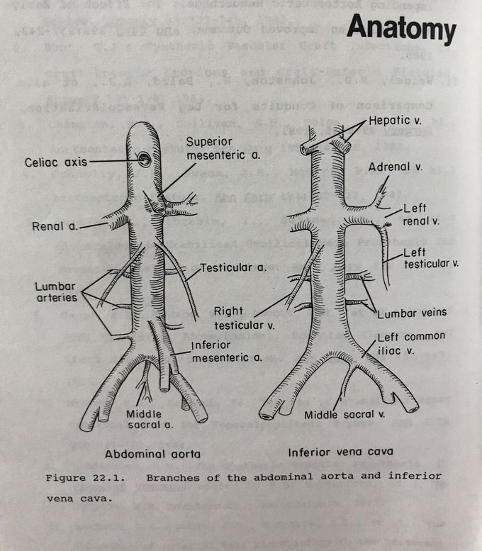 Abdominal aorta