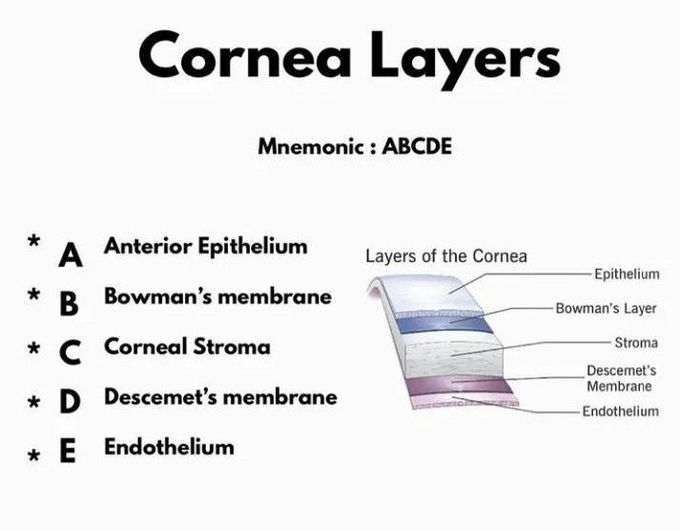 Cornea layers