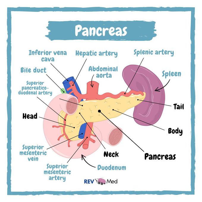 Pancreas