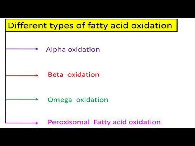 Detailed discussion on different types of fatty acid oxidation