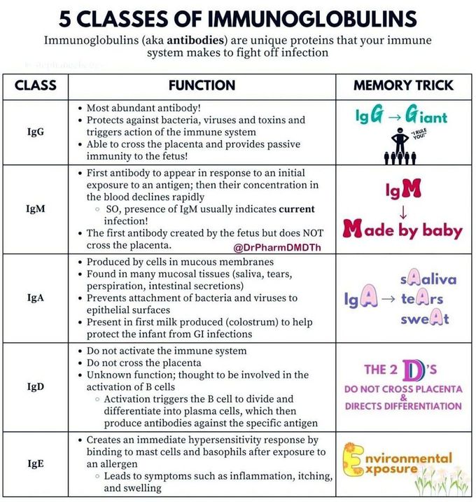 Immunoglobulins