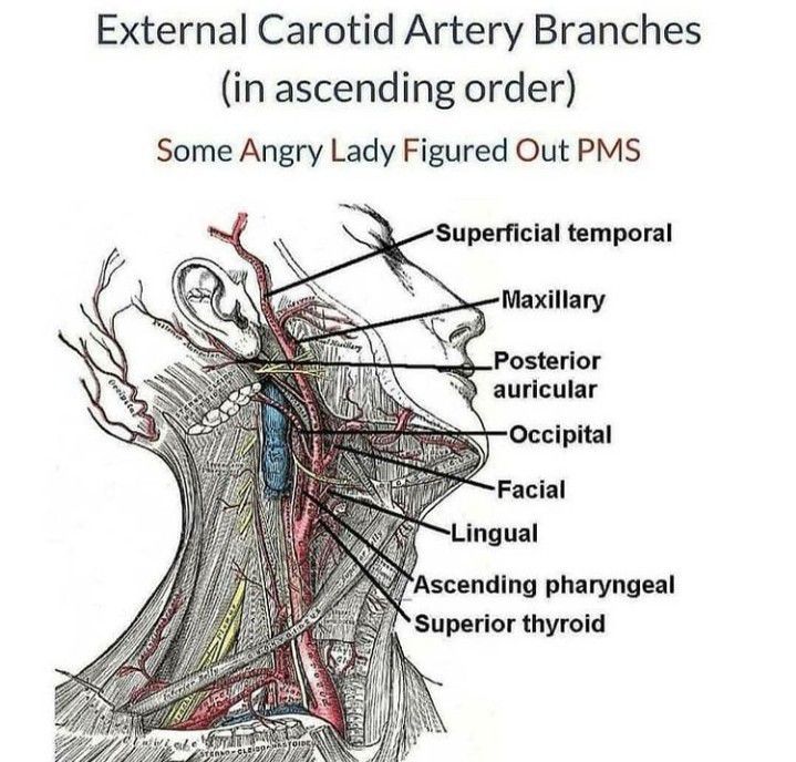 Branches of external carotid artery